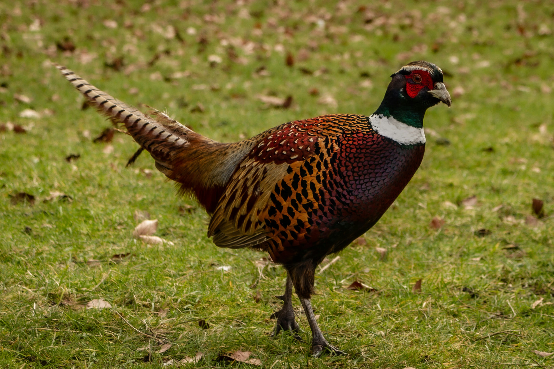 Ring-necked pheasant on grass at Addison Farms